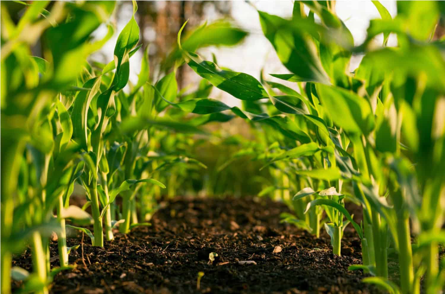 BeAble Capital invierte 180.000€ Solarcrop