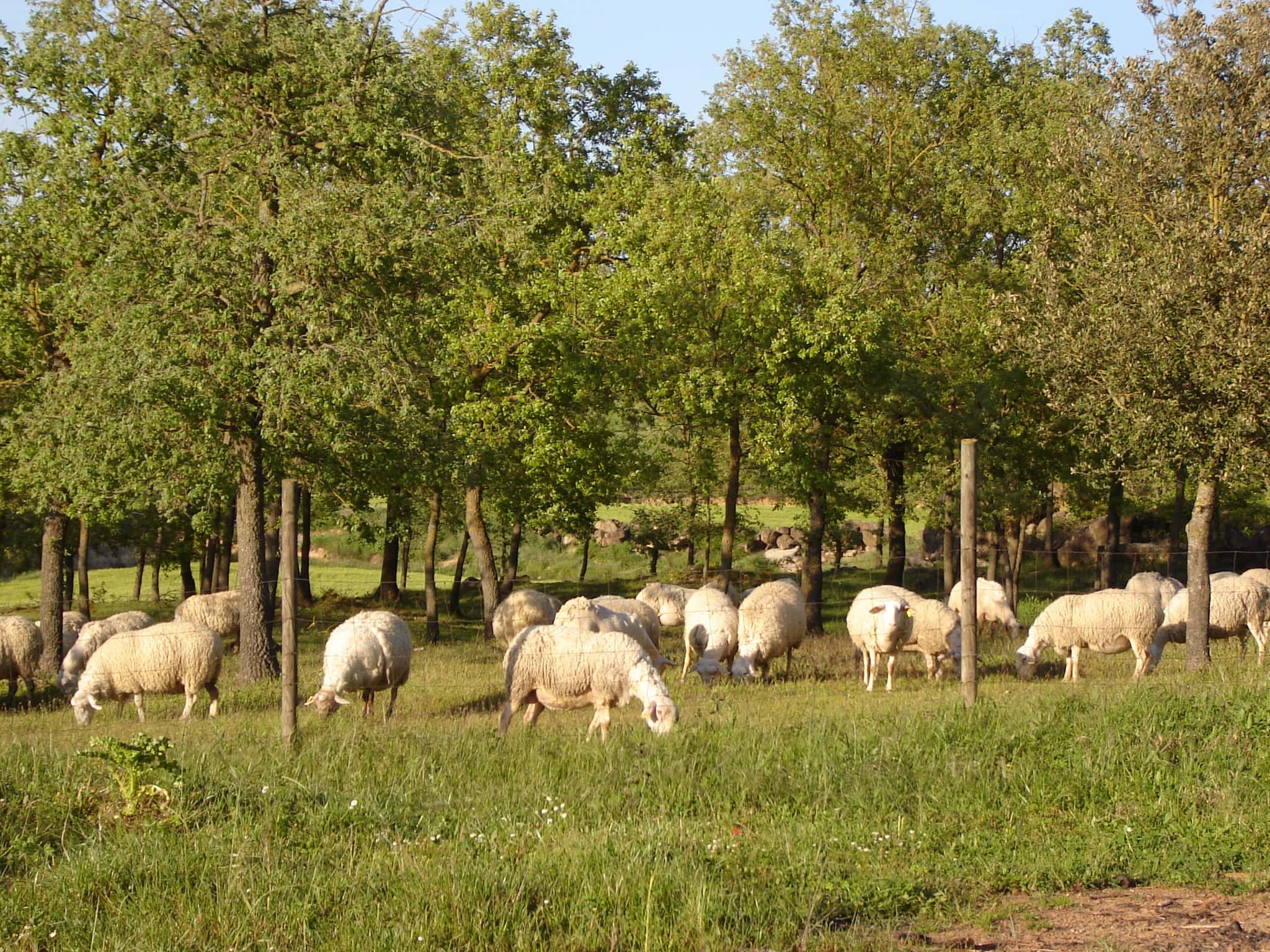 Pastoreo digital contra los incendios: Cataluña presenta SilPas