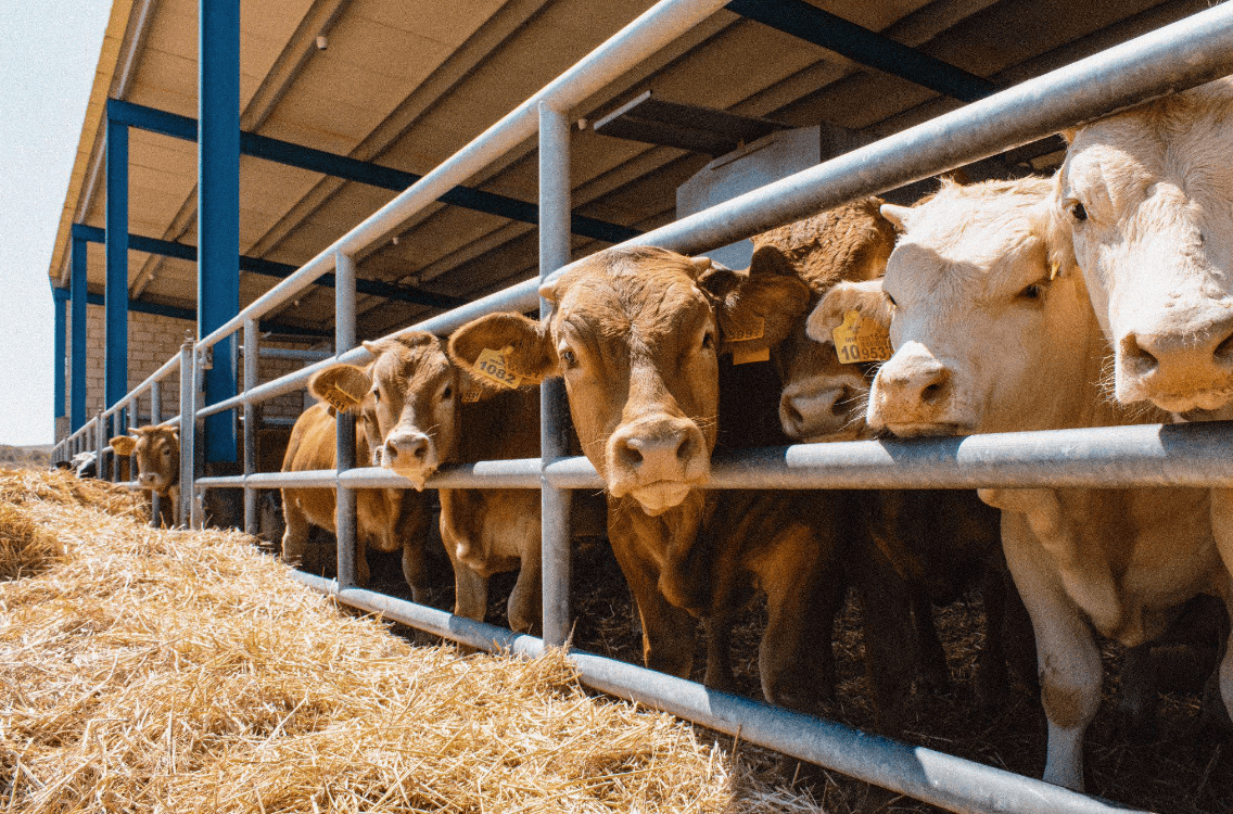 DeepFarm logra detectar enfermedades en el ganado hasta 72 horas antes que el ojo humano gracias a su IA